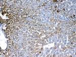 IGFBP-1 Antibody in Immunohistochemistry (Paraffin) (IHC (P))