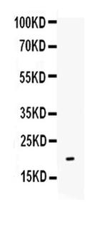 IL-10 Antibody in Western Blot (WB)