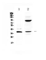 IL-12 p40 Antibody in Western Blot (WB)