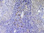 IL-12 p40 Antibody in Immunohistochemistry (Paraffin) (IHC (P))