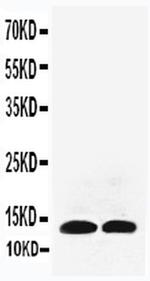 IL-13 Antibody in Western Blot (WB)