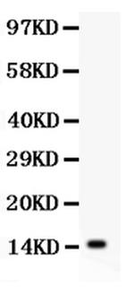 IL-15 Antibody in Western Blot (WB)