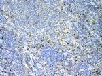 IL-17A Antibody in Immunohistochemistry (Paraffin) (IHC (P))