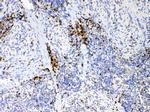 IL-17A Antibody in Immunohistochemistry (Paraffin) (IHC (P))