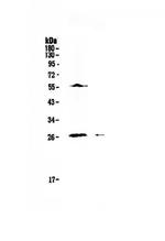 IL-17A Antibody in Western Blot (WB)