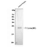 IL-18 Antibody in Western Blot (WB)