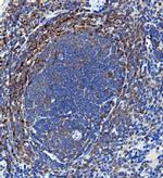 IL-18 Antibody in Immunohistochemistry (Paraffin) (IHC (P))