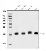 IL-18 Antibody in Western Blot (WB)