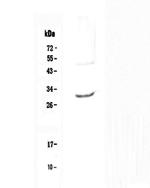 IL-27 p28 Antibody in Western Blot (WB)