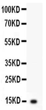 IL-3 Antibody in Western Blot (WB)