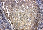 IL-4 Antibody in Immunohistochemistry (Paraffin) (IHC (P))