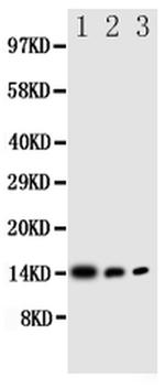 IL-4 Antibody in Western Blot (WB)