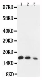 IL-7 Antibody in Western Blot (WB)