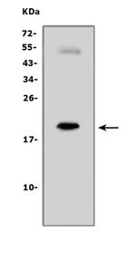 IL-7 Antibody in Western Blot (WB)