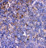 IL-7 Antibody in Immunohistochemistry (Paraffin) (IHC (P))