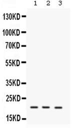 IL-7 Antibody in Western Blot (WB)