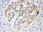 ISG15 Antibody in Immunohistochemistry (Paraffin) (IHC (P))