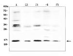 ISG15 Antibody in Western Blot (WB)