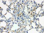 CD41 Antibody in Immunohistochemistry (Paraffin) (IHC (P))