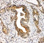 CD49c (Integrin alpha 3) Antibody in Immunohistochemistry (Paraffin) (IHC (P))