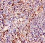 CD11b Antibody in Immunohistochemistry (Paraffin) (IHC (P))