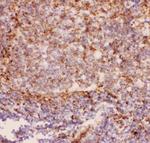 CD11b Antibody in Immunohistochemistry (Paraffin) (IHC (P))