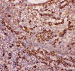 CD11b Antibody in Immunohistochemistry (Paraffin) (IHC (P))