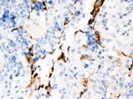 KV1.4 (KCNA4) Antibody in Immunohistochemistry (Paraffin) (IHC (P))