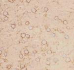 KV2.1 (KCNB1) Antibody in Immunohistochemistry (Frozen) (IHC (F))