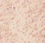 KV2.1 (KCNB1) Antibody in Immunohistochemistry (Paraffin) (IHC (P))