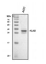 Kallikrein 6 Antibody in Western Blot (WB)