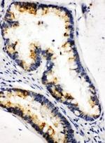 Kallikrein 6 Antibody in Immunohistochemistry (Paraffin) (IHC (P))