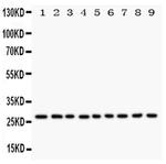 Kallikrein 6 Antibody in Western Blot (WB)