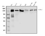 Laminin gamma-2 Antibody in Western Blot (WB)