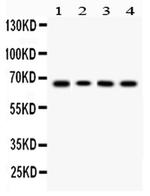 LBP Antibody in Western Blot (WB)