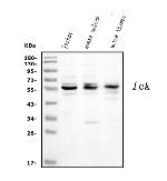 LCK Antibody in Western Blot (WB)