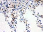 NGAL Antibody in Immunohistochemistry (Frozen) (IHC (F))