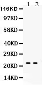 NGAL Antibody in Western Blot (WB)