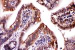 LDHA Antibody in Immunohistochemistry (Paraffin) (IHC (P))