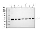 LDHA Antibody in Western Blot (WB)