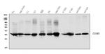 LDHB Antibody in Western Blot (WB)