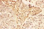 LIF Antibody in Immunohistochemistry (Paraffin) (IHC (P))