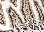 Lamin A/C Antibody in Immunohistochemistry (Paraffin) (IHC (P))