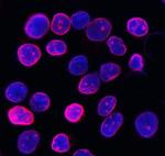 Lamin B1 Antibody in Immunocytochemistry (ICC/IF)