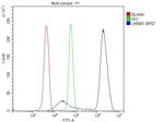 Lamin B1 Antibody in Flow Cytometry (Flow)