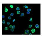 Lamin B1 Antibody in Immunocytochemistry (ICC/IF)