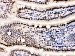 Lamin B1 Antibody in Immunohistochemistry (Frozen) (IHC (F))