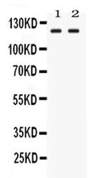 LRIG3 Antibody in Western Blot (WB)