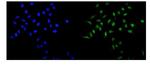 MAD1 Antibody in Immunocytochemistry (ICC/IF)