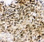 MAD1 Antibody in Immunohistochemistry (Paraffin) (IHC (P))